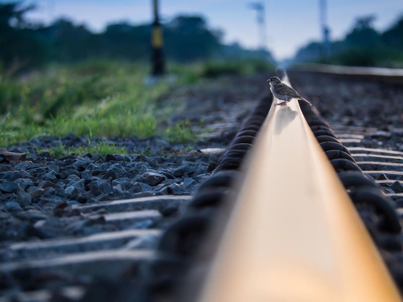Tren rayında bir serçe