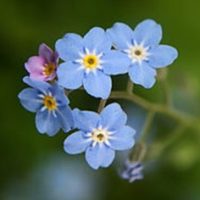 unutmabeni